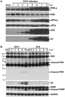 dsRNA Binding Domain of PKR Is Proteolytically Released by Enterovirus A71 to Facilitate Viral Replication